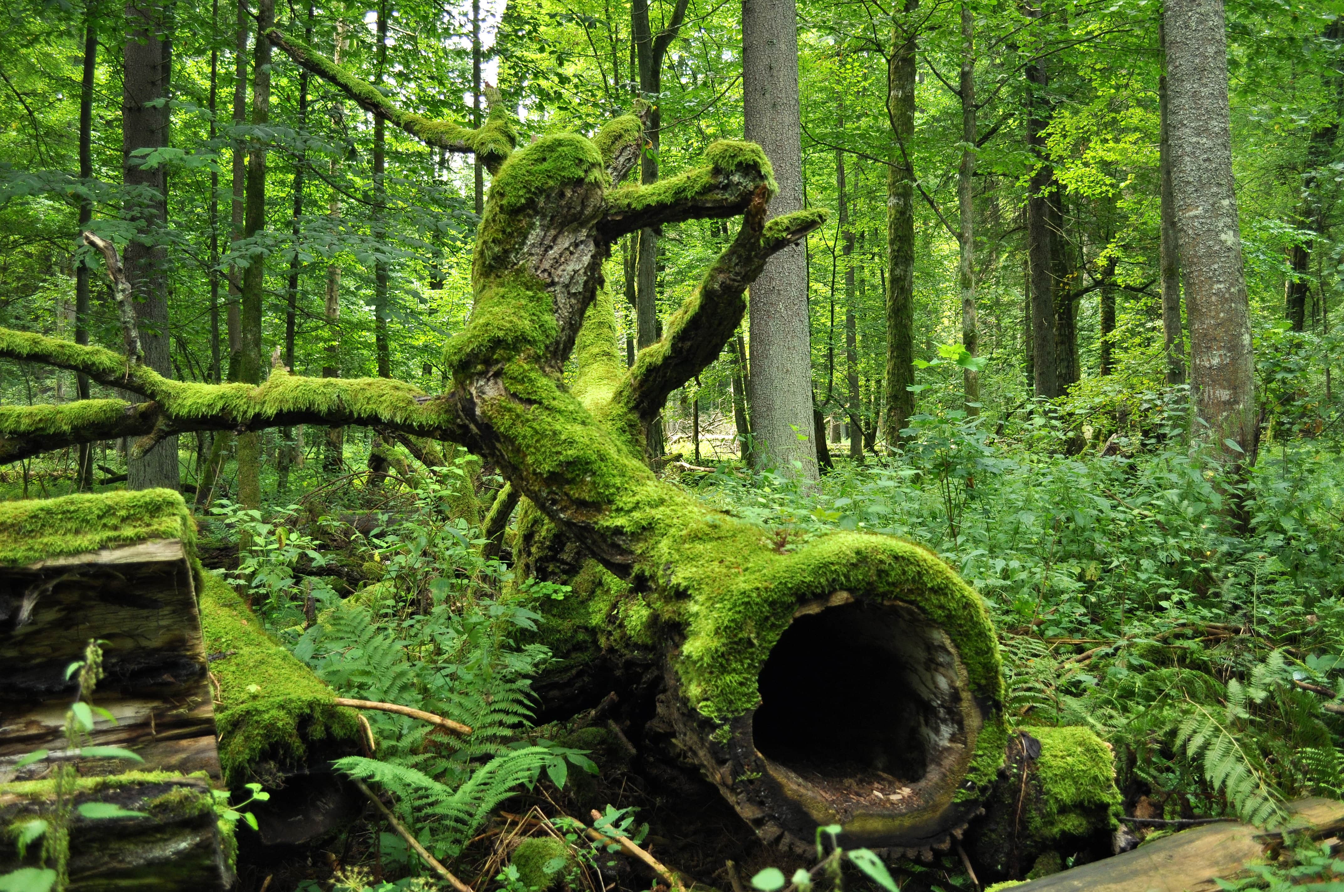Białowieża Forest, Poland/Belarus